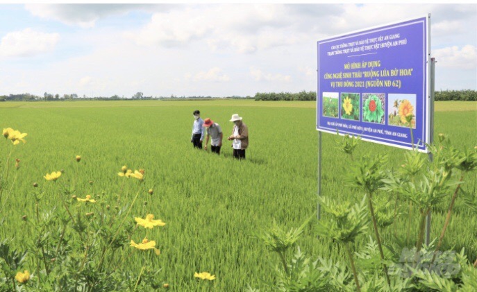Công nghệ sinh thái đồng ruộng trên cây lúa góp phần bảo vệ môi trường và  sức khỏe con người